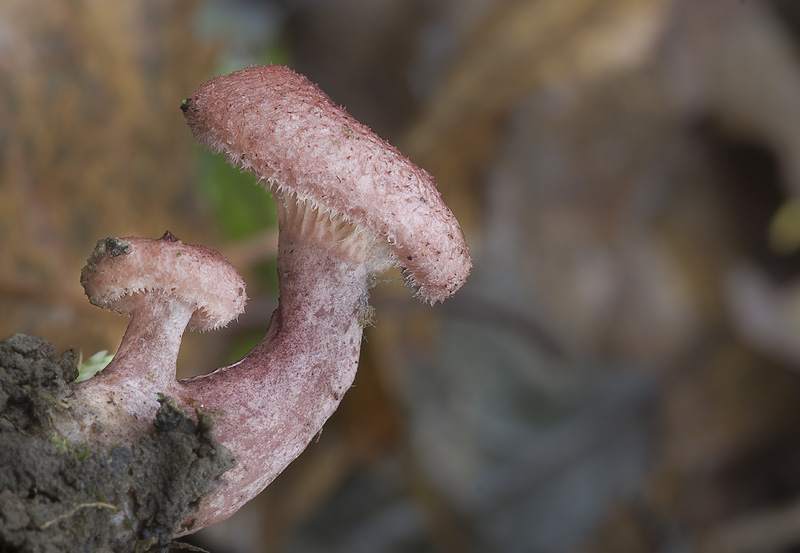 Lactarius spinosulus